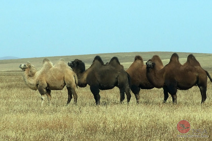 Kamele Mongolei